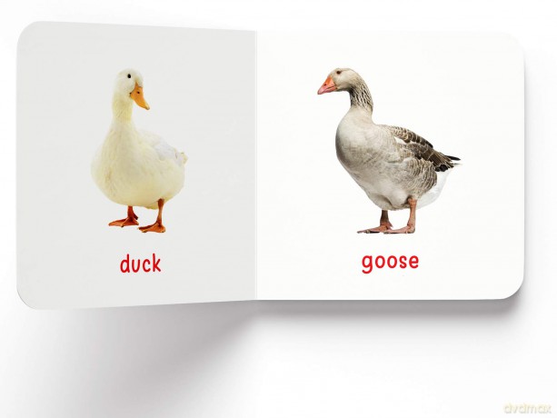 My First Book Of Birds: First Board Book - Wonder House Books Editorial [KSIĄŻKA]