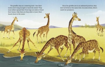 My Little Golden Book About Giraffes - Bonnie Bader [KSIĄŻKA]