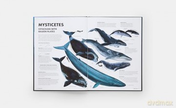 Mysteries of Marine Mammals: An Illustrated Guide to Whales, Dolphins, and Porpoises - Amandine Delaunay [KSIĄŻKA]