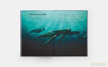 Mysteries of Marine Mammals: An Illustrated Guide to Whales, Dolphins, and Porpoises - Amandine Delaunay [KSIĄŻKA]