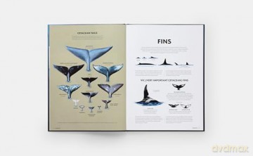 Mysteries of Marine Mammals: An Illustrated Guide to Whales, Dolphins, and Porpoises - Amandine Delaunay [KSIĄŻKA]