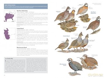 National Geographic Field Guide to the Birds of the United States and Canada-East, 2nd Edition - Ted Floyd [KSIĄŻKA]