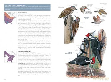 National Geographic Field Guide to the Birds of the United States and Canada-East, 2nd Edition - Ted Floyd [KSIĄŻKA]