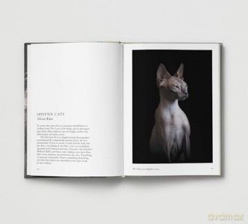 New Photography of the Cat.: The best new photography of cats. - Hoxton Mini Press [KSIĄŻKA]