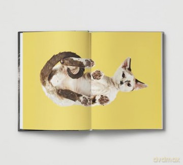 New Photography of the Cat.: The best new photography of cats. - Hoxton Mini Press [KSIĄŻKA]