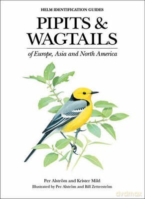 Pipits and Wagtails of Europe, Asia and North America: Identification and Systematics - Per Alstrom [KSIĄŻKA]