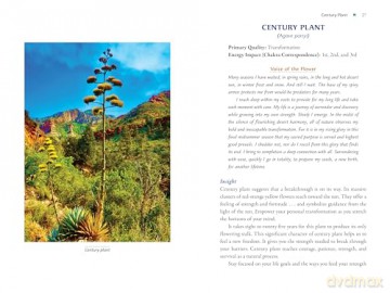 Plant Energy Medicine: The Guiding Voice and Healing Vibration of 58 Plants - Rhonda PallasDowney [KSIĄŻKA]