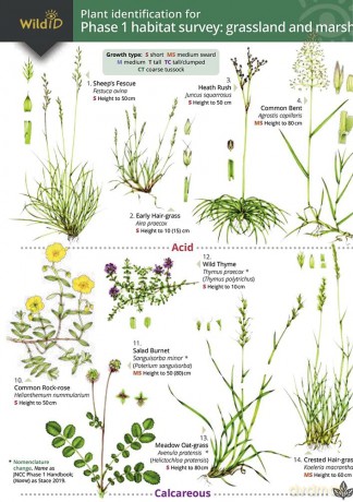 Plant Identification for Phase 1 Habitat Survey: Grassland and Marsh - Hilary Wallace [KSIĄŻKA]