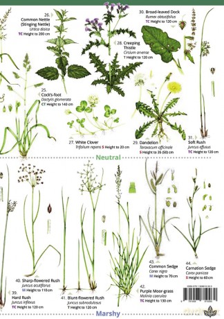 Plant Identification for Phase 1 Habitat Survey: Grassland and Marsh - Hilary Wallace [KSIĄŻKA]
