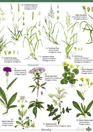 Plant Identification for Phase 1 Habitat Survey: Grassland and Marsh - Hilary Wallace [KSIĄŻKA]