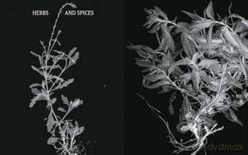 Plant Power: Heal Yourself with Medicinal Mushrooms, Roots, Flowers, and Herbs - Wouter Bijdendijk [KSIĄŻKA]