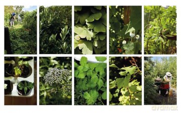 Plant Power: Heal Yourself with Medicinal Mushrooms, Roots, Flowers, and Herbs - Wouter Bijdendijk [KSIĄŻKA]