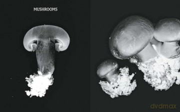 Plant Power: Heal Yourself with Medicinal Mushrooms, Roots, Flowers, and Herbs - Wouter Bijdendijk [KSIĄŻKA]