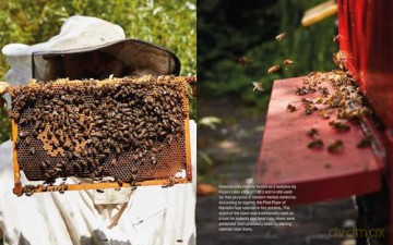 Plant Power: Heal Yourself with Medicinal Mushrooms, Roots, Flowers, and Herbs - Wouter Bijdendijk [KSIĄŻKA]