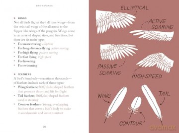 Pocket Nature: Bird-Watching: Press Pause and Admire the Avian World - Andrea Debbink [KSIĄŻKA]