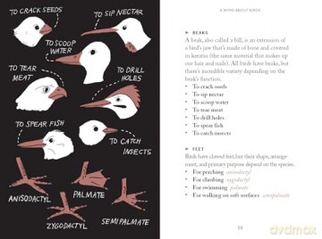 Pocket Nature: Bird-Watching: Press Pause and Admire the Avian World - Andrea Debbink [KSIĄŻKA]