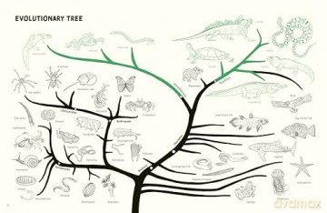 Reptiles and Amphibians: Nature's Most Extraordinary Creatures - Marty Crump [KSIĄŻKA]