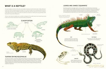 Reptiles and Amphibians: Nature's Most Extraordinary Creatures - Marty Crump [KSIĄŻKA]