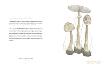 RHS Botanical Illustration: The Gold Medal Winners - Charlotte Brooks [KSIĄŻKA]