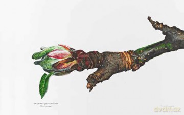 RHS Botanical Illustration: The Gold Medal Winners - Charlotte Brooks [KSIĄŻKA]