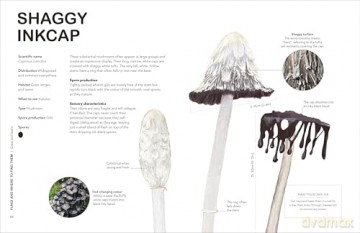 RHS Fungi for Gardeners: Know Your Garden Fungi and How to Grow Them - DK [KSIĄŻKA]