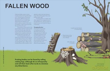 RHS Fungi for Gardeners: Know Your Garden Fungi and How to Grow Them - DK [KSIĄŻKA]
