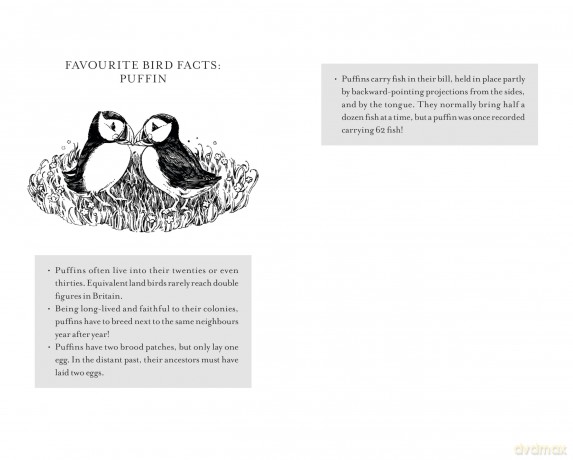 RSPB A Little Bird Told Me: A collection of fascinating facts about birds - RSPB [KSIĄŻKA]
