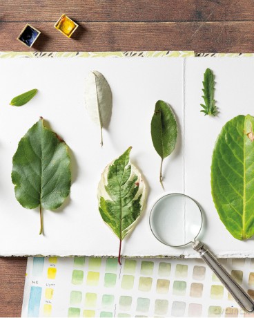Sketching Nature: The Beginner's Guide to Keeping a Botanical Sketchbook - Dianne Sutherland [KSIĄŻKA]