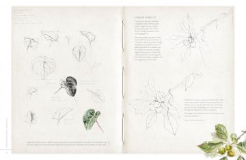Sketching Nature: The Beginner's Guide to Keeping a Botanical Sketchbook - Dianne Sutherland [KSIĄŻKA]