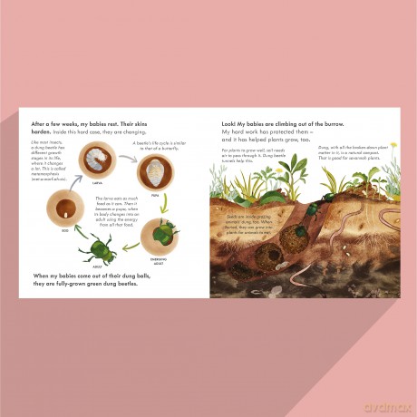 Small, Shiny Dung Beetle: A fact-filled picture book about the life cycle of dung beetles with a large fold-out map - Mary Auld [KSIĄŻKA]