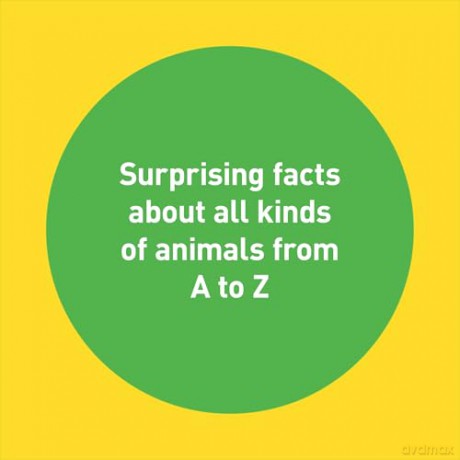 The ABC Zoo: Beastly Facts from A to Z - Oliver Weiss [KSIĄŻKA]