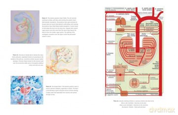 The Biodynamic Heart: Somatic Compassion Practices for a Clear and Vital Heart - Michael J. Shea [KSIĄŻKA]