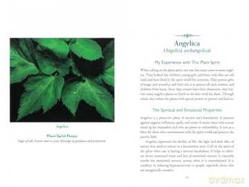 The Divine Nature of Plants: A Medical Intuitive's Guide to Plant Spirit Medicine - Laura Aversano [KSIĄŻKA]