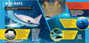 The Fascinating Ocean Book for Kids: 500 Incredible Facts! - Bethanie Hestermann [KSIĄŻKA]