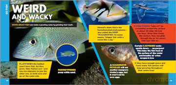 The Fascinating Ocean Book for Kids: 500 Incredible Facts! - Bethanie Hestermann [KSIĄŻKA]