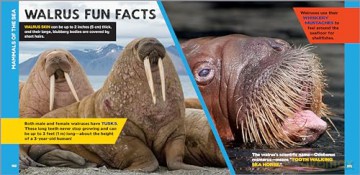 The Fascinating Ocean Book for Kids: 500 Incredible Facts! - Bethanie Hestermann [KSIĄŻKA]