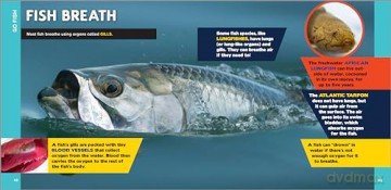 The Fascinating Ocean Book for Kids: 500 Incredible Facts! - Bethanie Hestermann [KSIĄŻKA]
