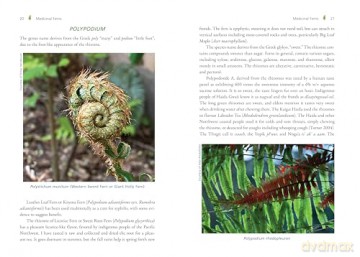 The Fern Pharmacy: Indigenous Wisdom and Modern Pharmacology - Robert Dale Rogers [KSIĄŻKA]