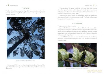 The Fern Pharmacy: Indigenous Wisdom and Modern Pharmacology - Robert Dale Rogers [KSIĄŻKA]