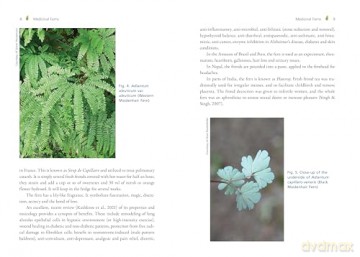 The Fern Pharmacy: Indigenous Wisdom and Modern Pharmacology - Robert Dale Rogers [KSIĄŻKA]