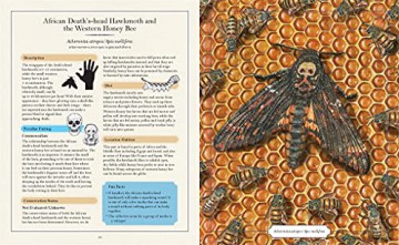 The Illustrated Encyclopaedia of Peculiar Pairs in Nature - Sami Bayly [KSIĄŻKA]