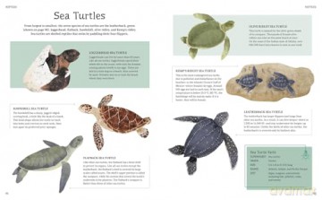 The Illustrated Encyclopedia of Ocean Life: A Visual Voyage Through an Underwater World - Claudia Martin [KSIĄŻKA]