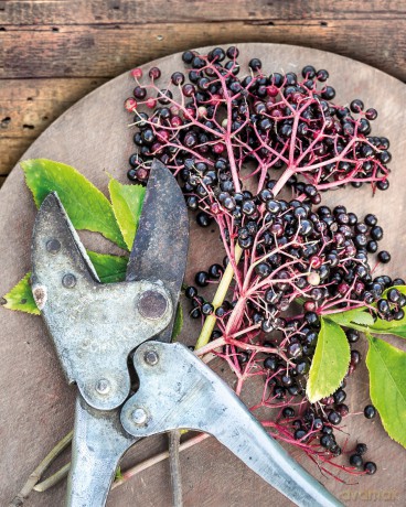 The Little Wild Library: Elder: Simple things to do with the plants around you. - Clare Gogerty [KSIĄŻKA]