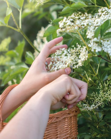 The Little Wild Library: Elder: Simple things to do with the plants around you. - Clare Gogerty [KSIĄŻKA]