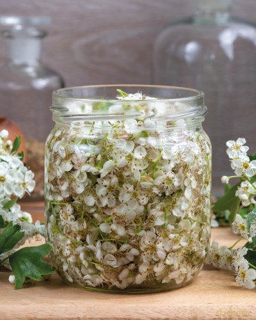 The Little Wild Library: Hawthorn: Simple things to do with the plants around you. - Clare Gogerty [KSIĄŻKA]