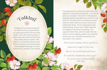 The Little Wild Library: Wild Rose: Simple things to do with the plants around you. - Clare Gogerty [KSIĄŻKA]