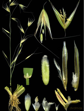 The Pocket Book of Plants that Heal: The illustrated herbarium of medicinal plants - François Couplan [KSIĄŻKA]