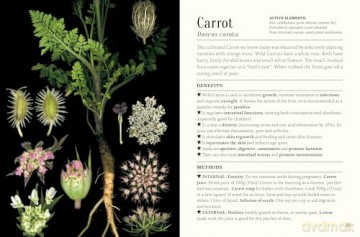 The Pocket Book of Plants that Heal: The illustrated herbarium of medicinal plants - François Couplan [KSIĄŻKA]