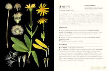 The Pocket Book of Plants that Heal: The illustrated herbarium of medicinal plants - François Couplan [KSIĄŻKA]