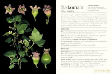 The Pocket Book of Plants that Heal: The illustrated herbarium of medicinal plants - François Couplan [KSIĄŻKA]